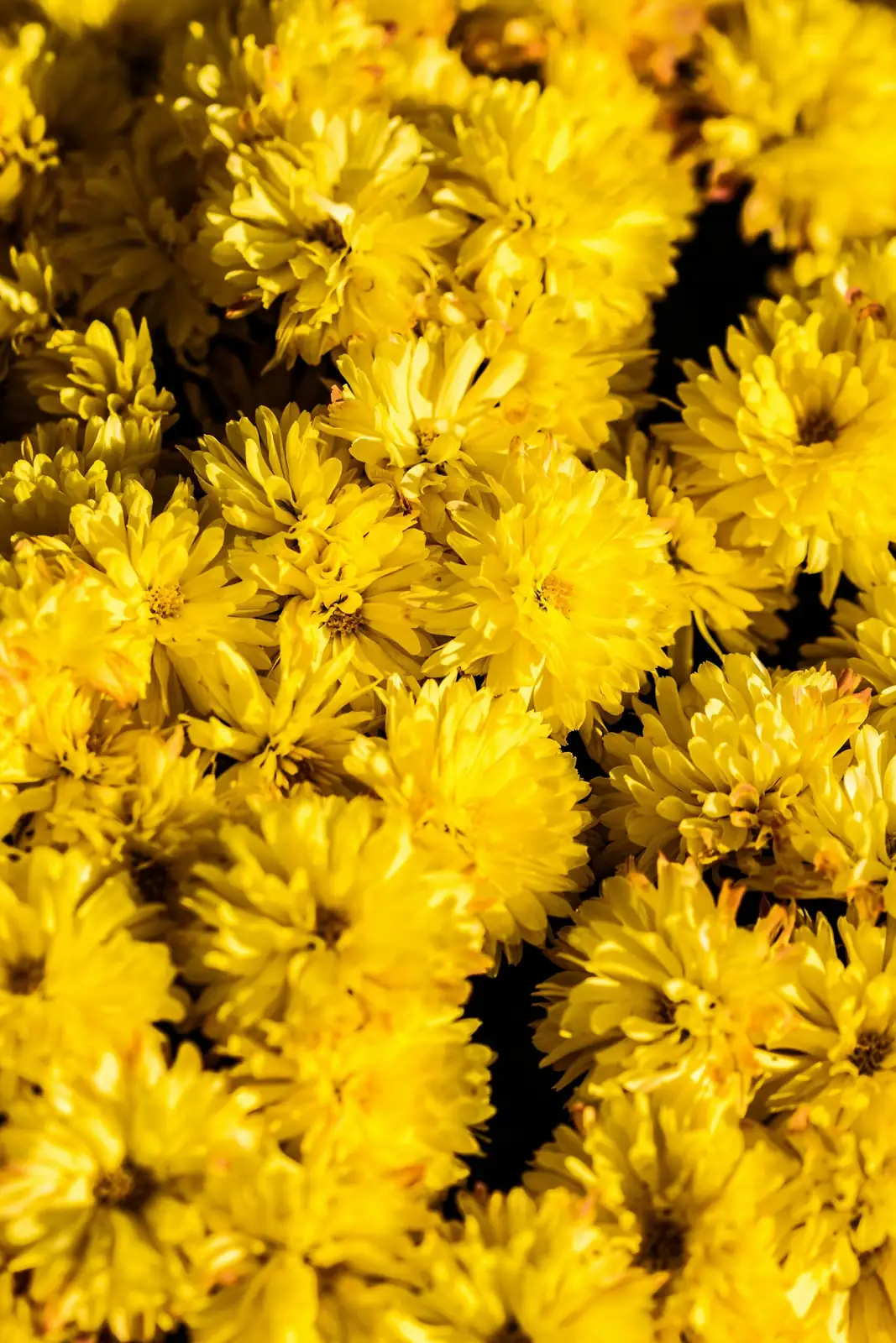 aeonium zwartkop yellow flower spike