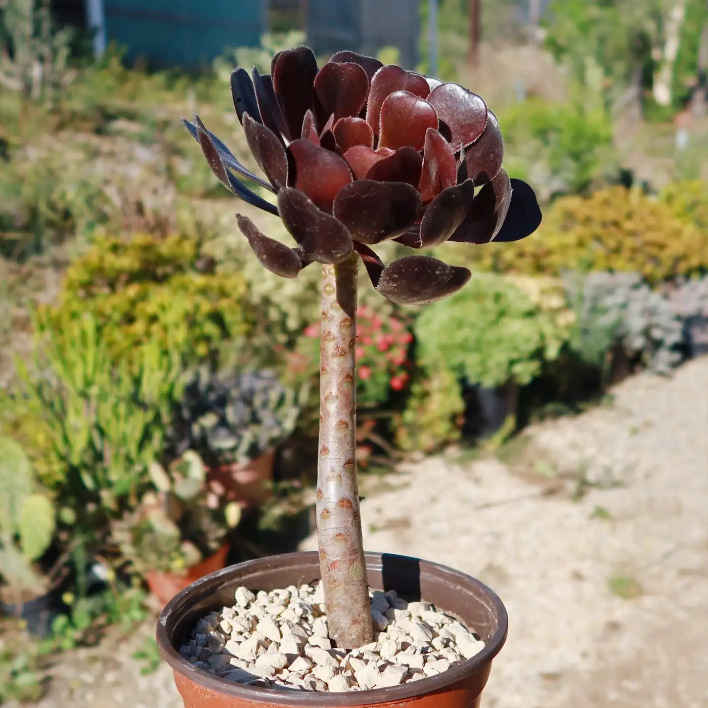 aeonium zwartkop watering pot rim