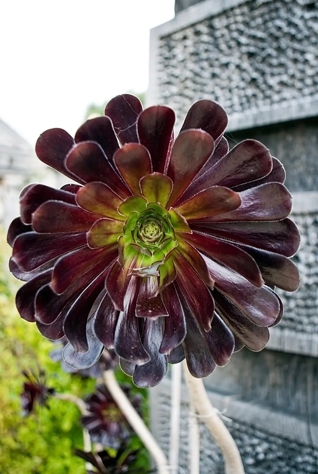 aeonium zwartkop yellow star flowers close-up