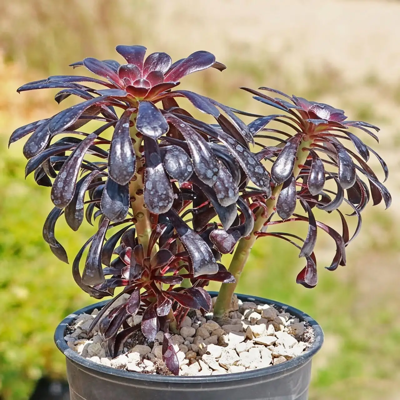 aeonium zwartkop glossy black rosette close-up