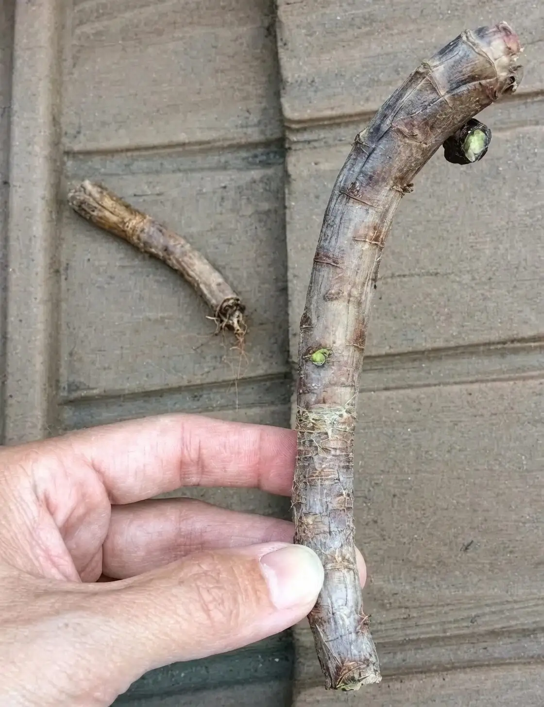 Aeonium Zwartkop root washing hands