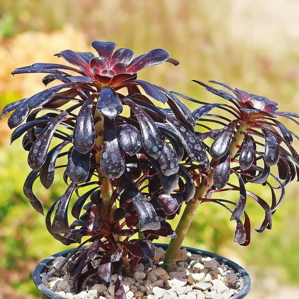 Aeonium Zwartkop water level air gap