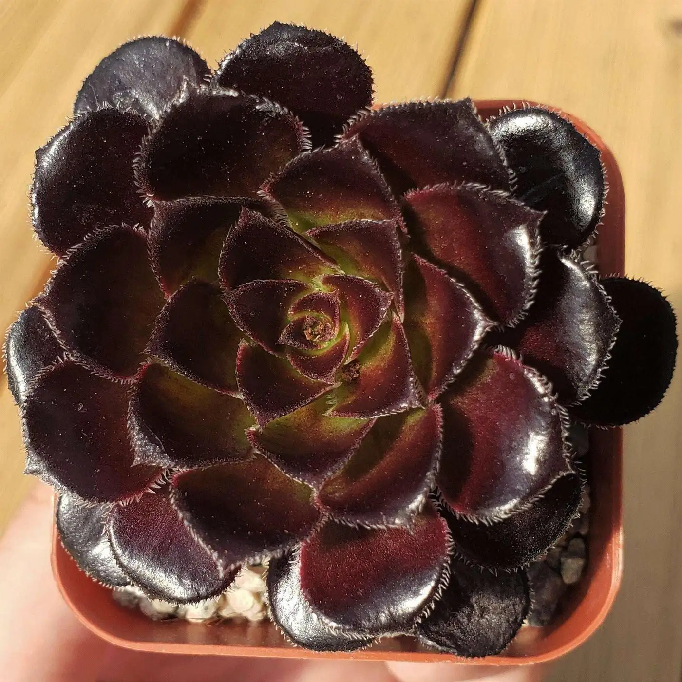 Aeonium Zwartkop summer shade fan