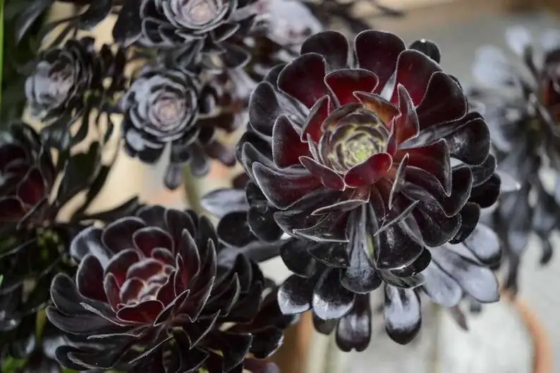 Aeonium Zwartkop rosette close-up