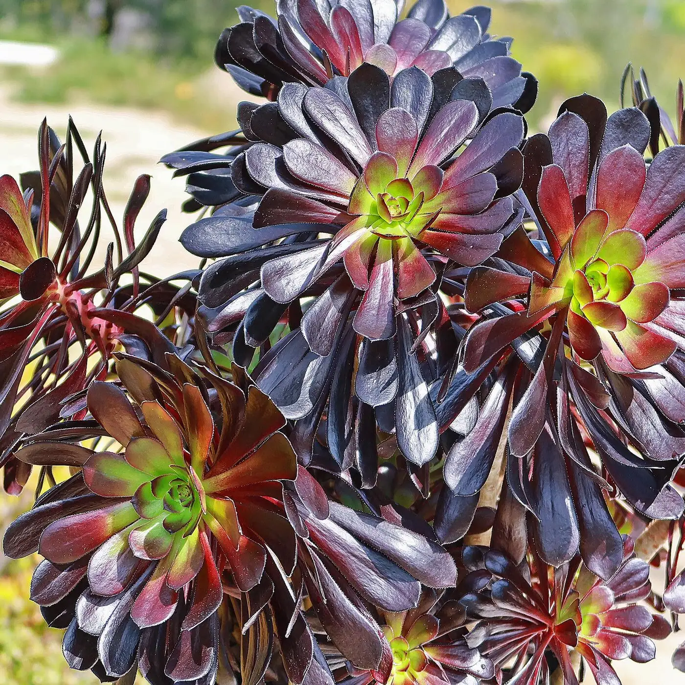 Sun, Sips, and Summer Naps: The No-Stress Care Playbook for Black Rose Aeonium