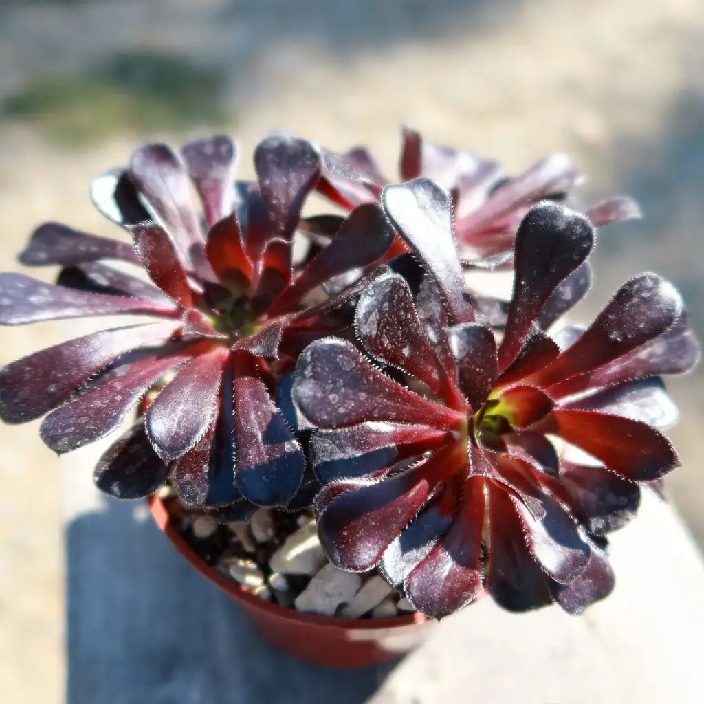 Black Rose Aeonium leaf scorch close-up