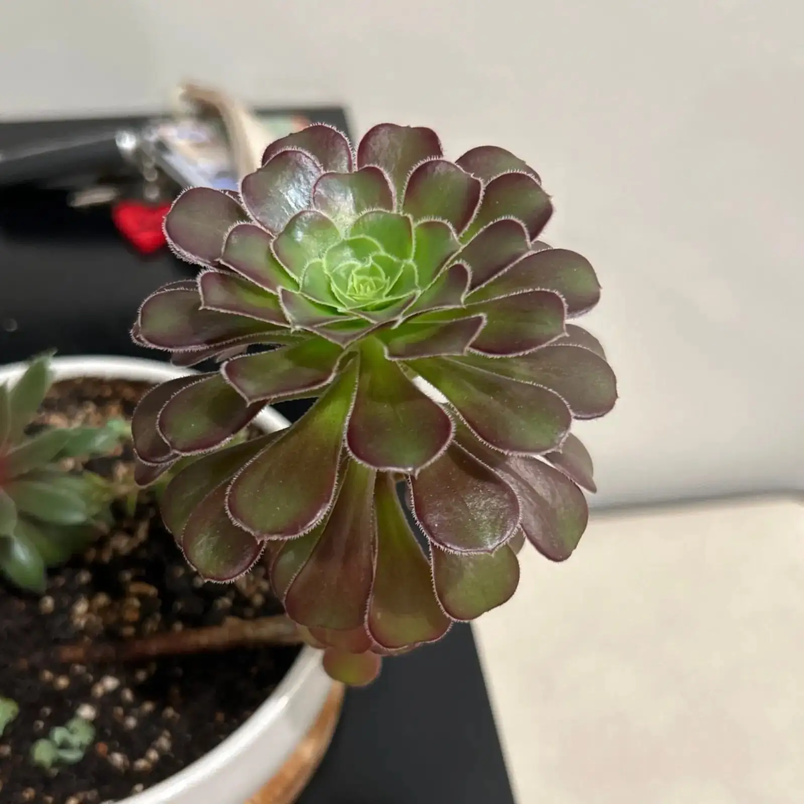Black Rose Aeonium under grow lights