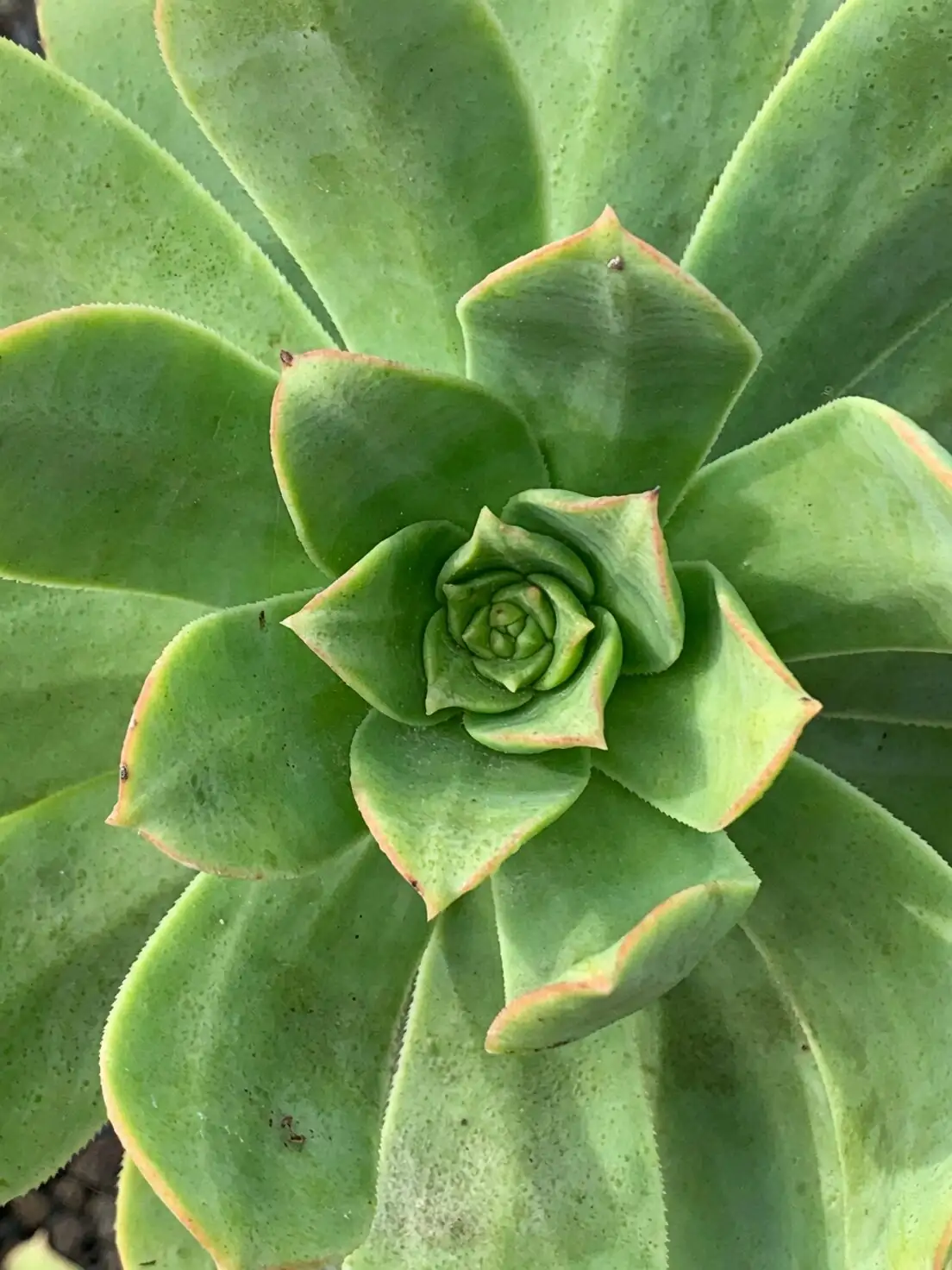 Is Your Black Rose Paling or Puckering? Quick Cures for Stretch, Rot, and Mealybugs