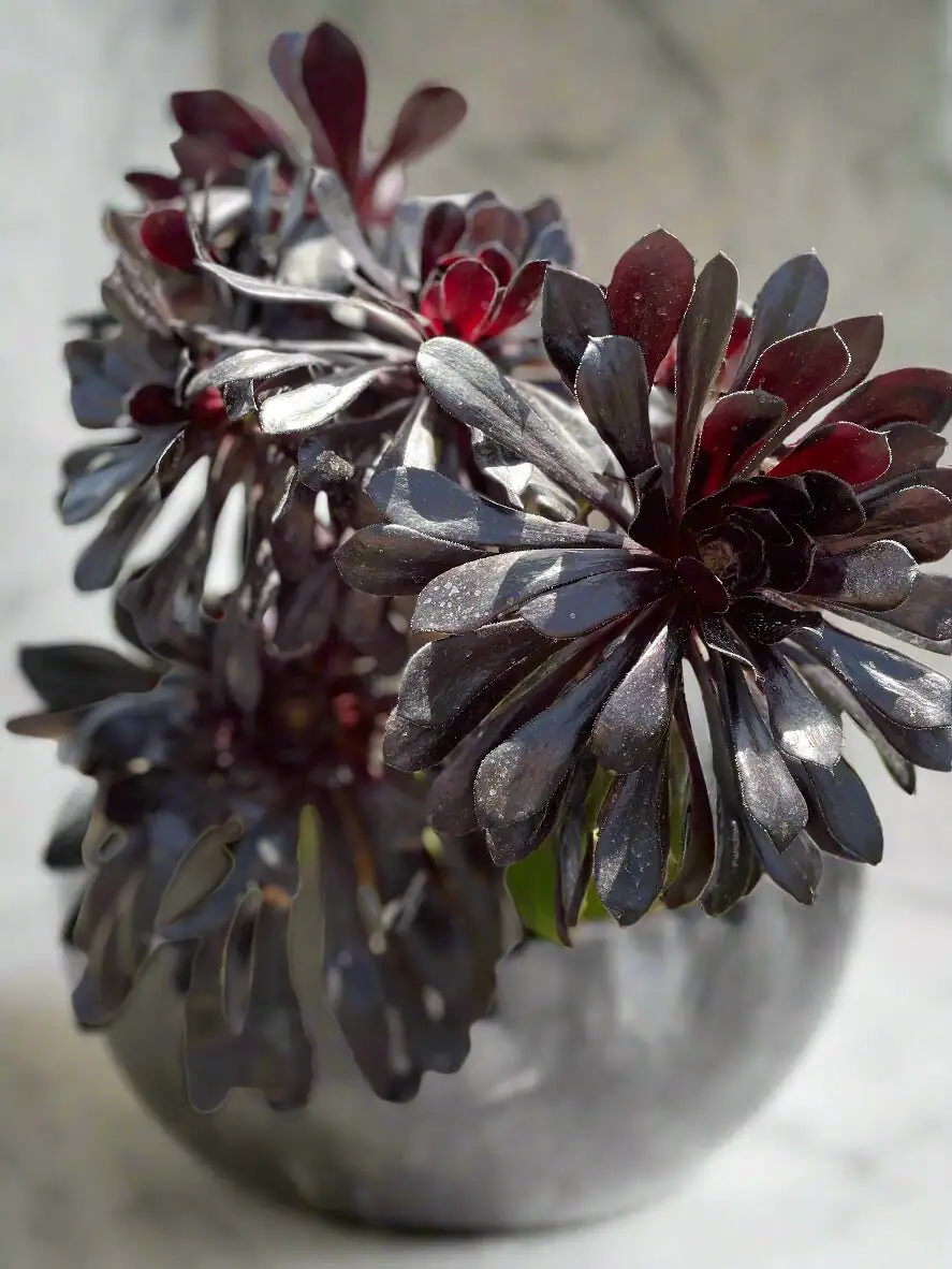 From Canary Island Cliffs to Coffee Tables: The Journey of Aeonium ‘Zwartkop’