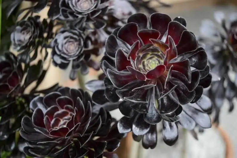 Aeonium Zwartkop rosette close-up