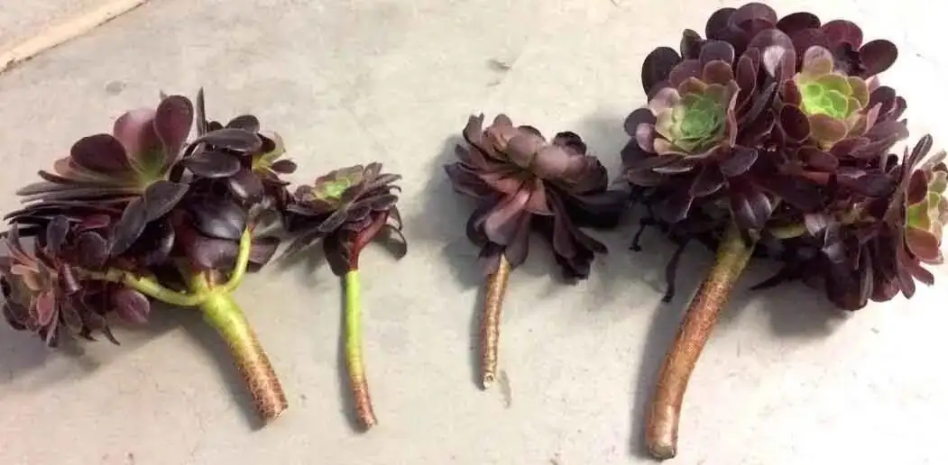 Aeonium Zwartkop stem cutting