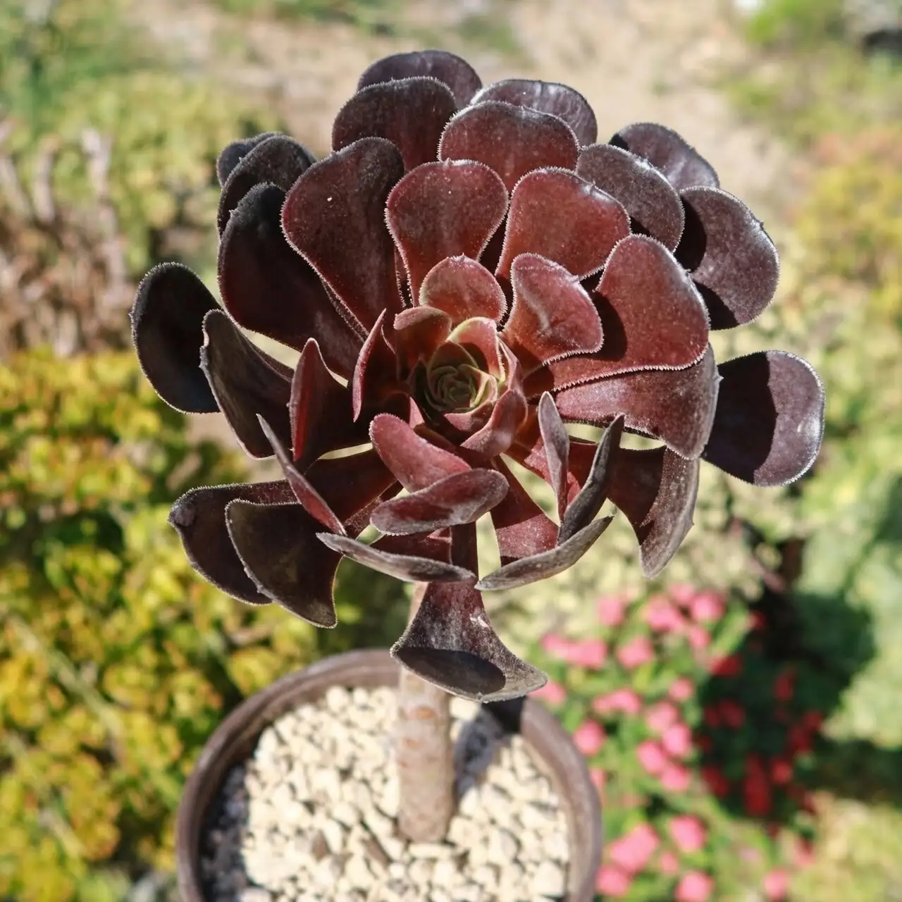 Why Does This ‘Black Rose’ Turn Green? Color-Changing Secrets and Seasonal Shape-Shifts