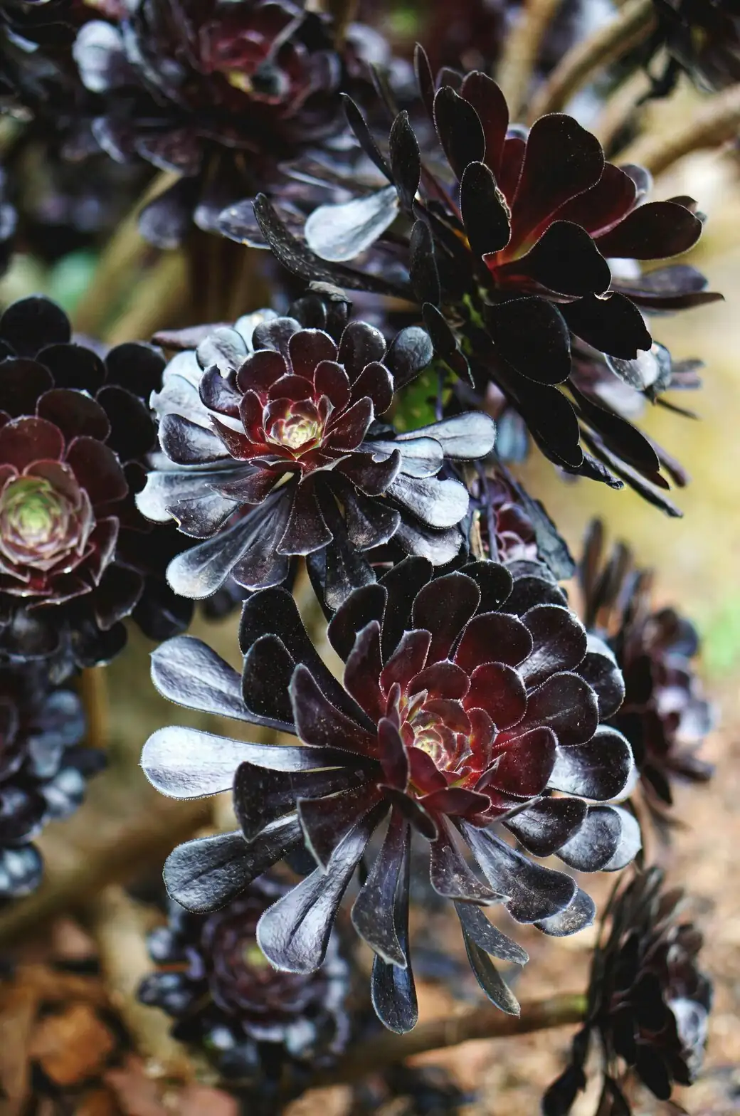 aeonium zwartkop branching stems container