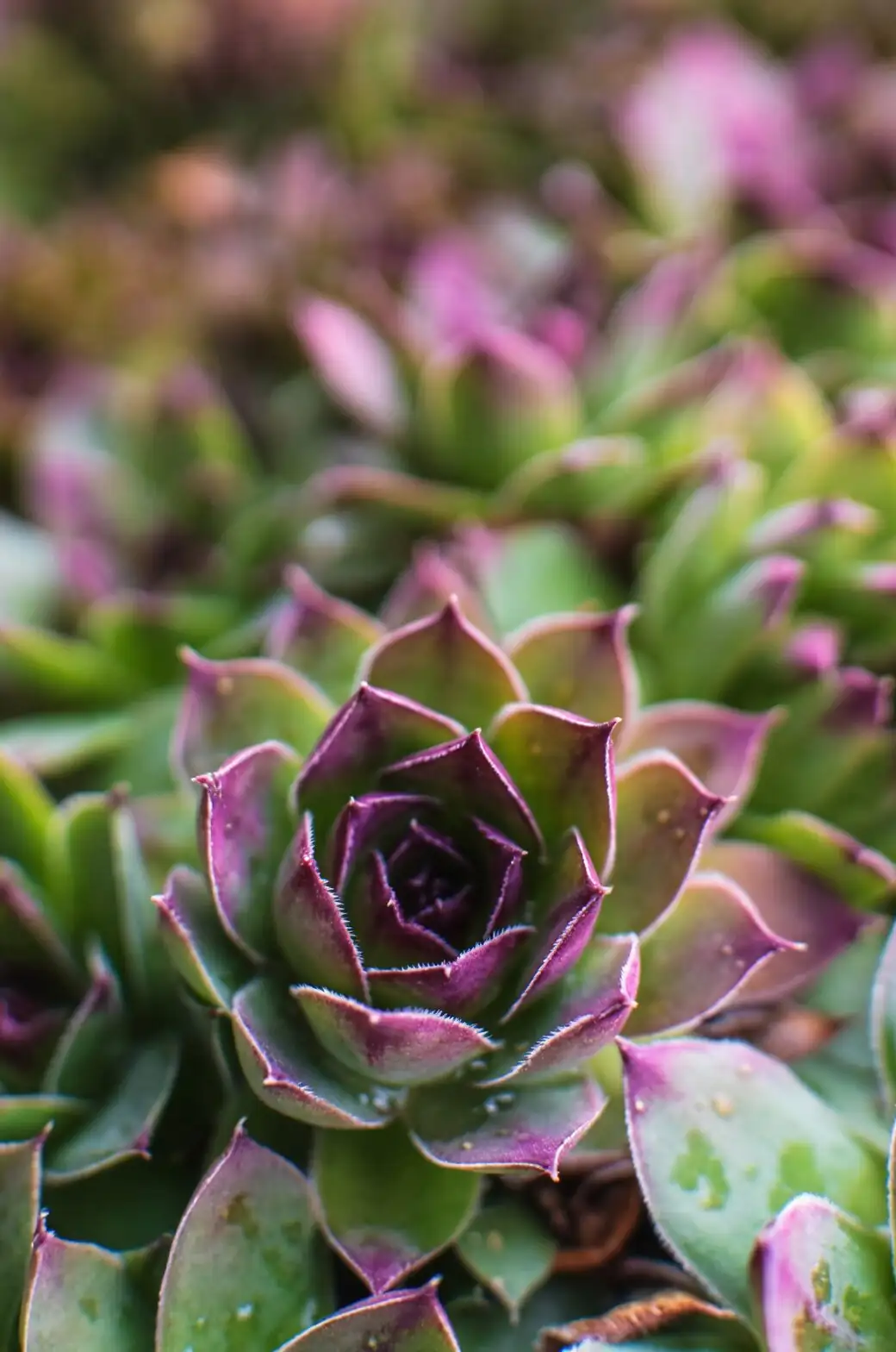 aeonium zwartkop color change sunlight