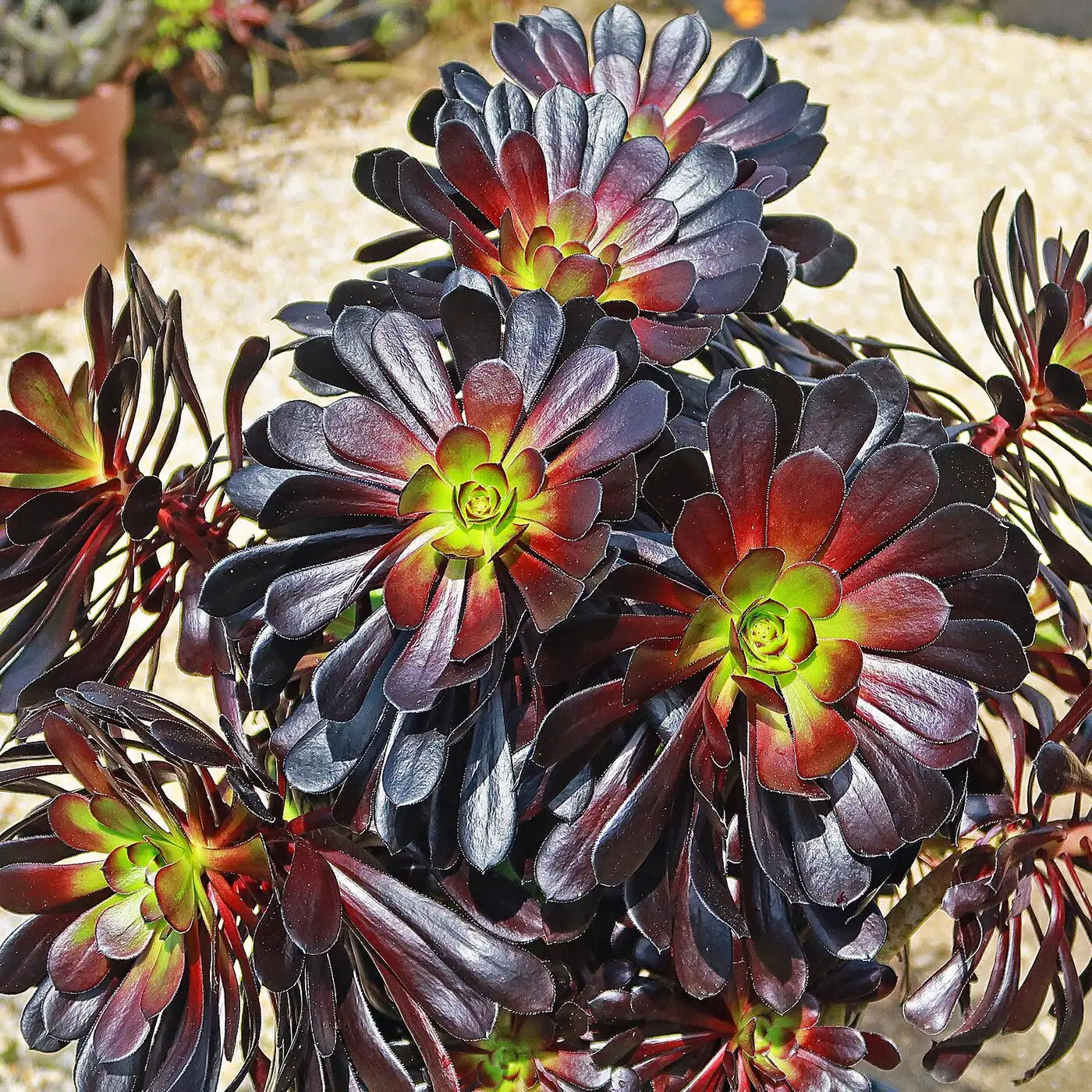 aeonium zwartkop yellow flowers rosette