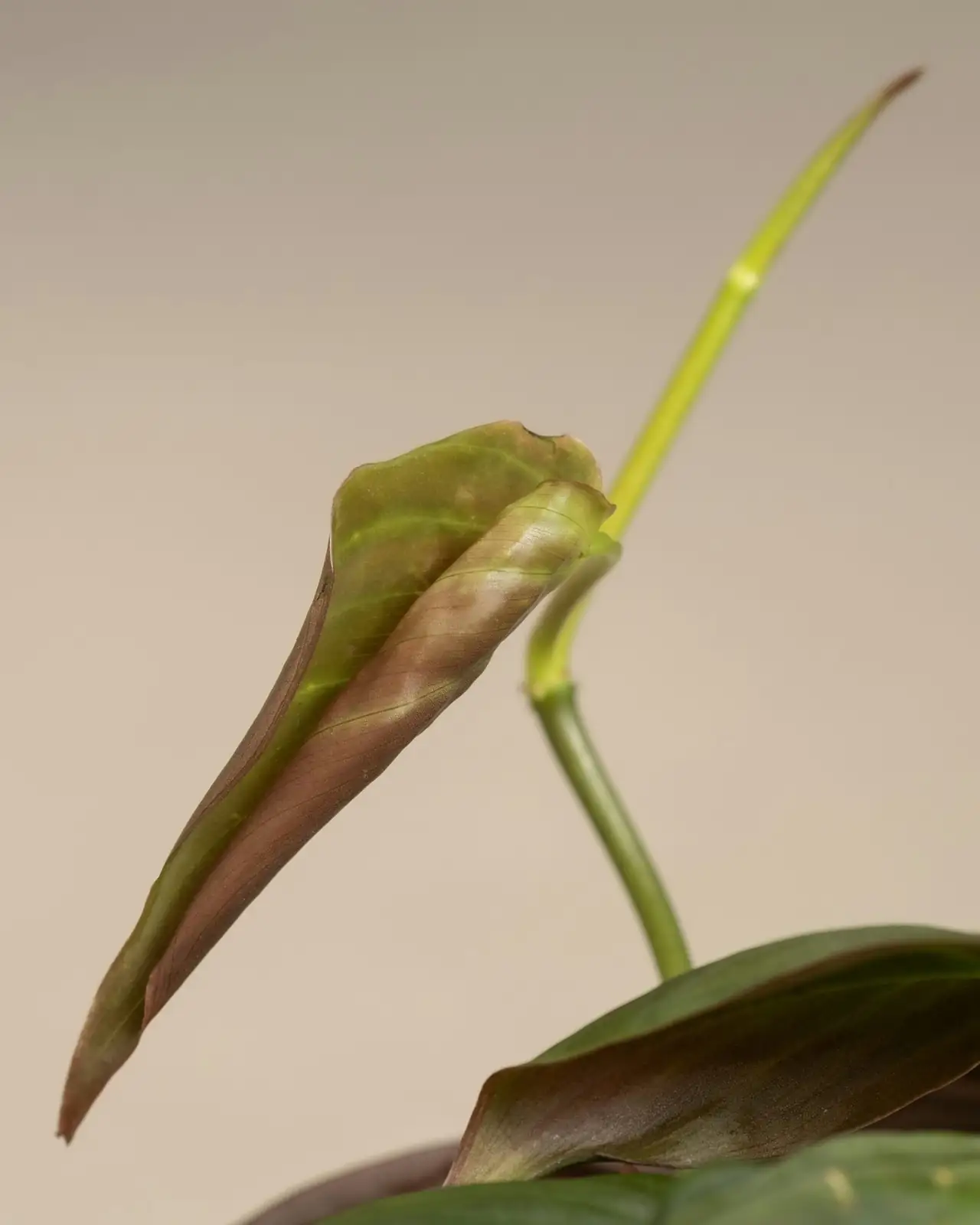 aeonium zwartkop stem cutting hands
