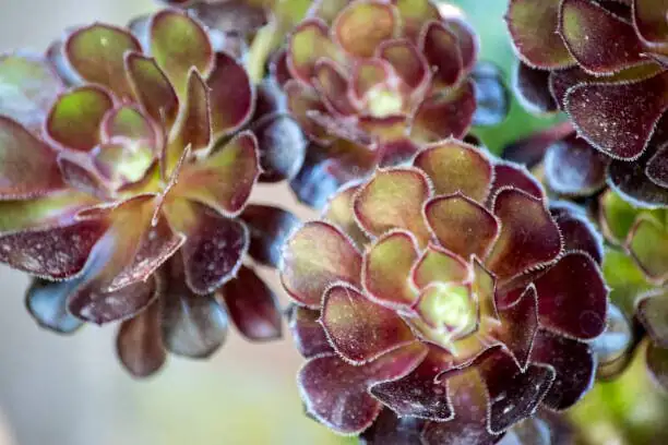 The Flower Language of the ‘Black Rose’: Resilience, Mystery, and Modern Elegance