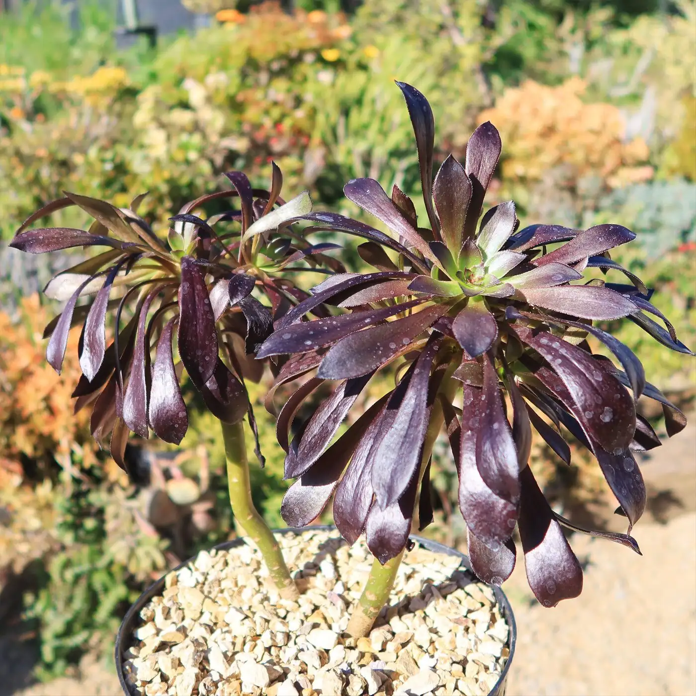 aeonium zwartkop outdoor full sun