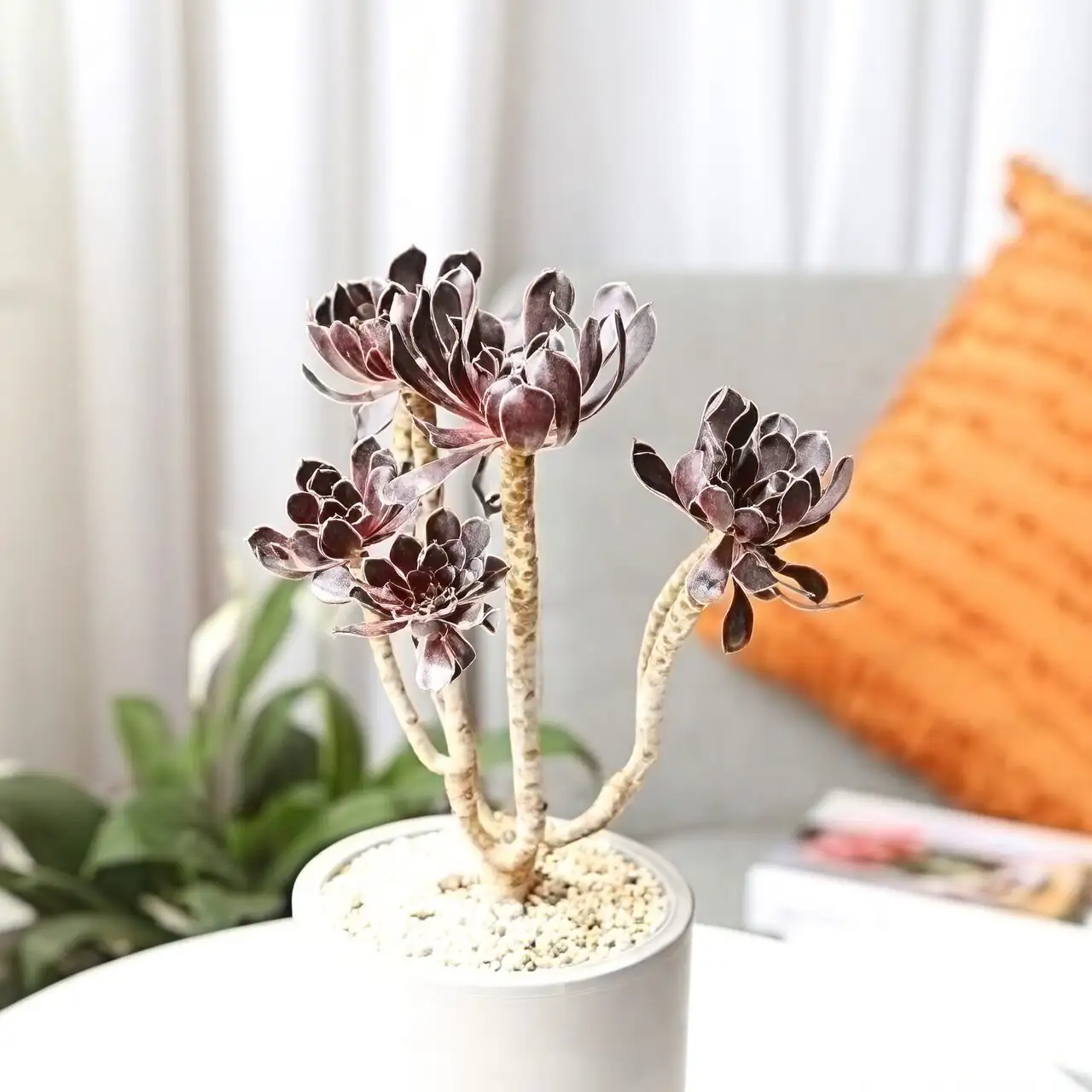 aeonium zwartkop on sunny windowsill