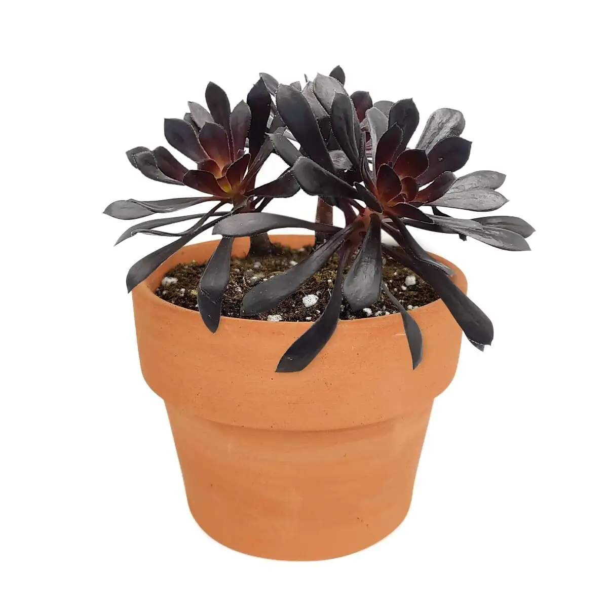 aeonium zwartkop gift matte black pot