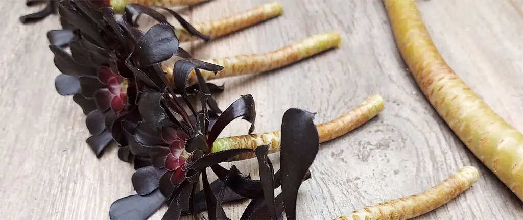 aeonium zwartkop stem cutting pruners
