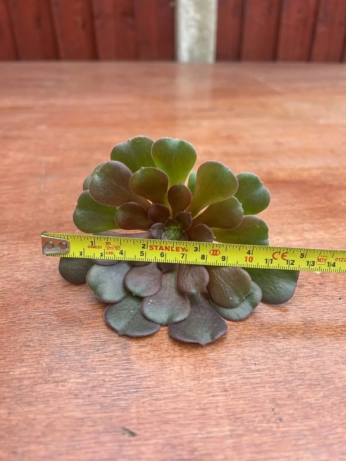 aeonium zwartkop callus drying cuttings