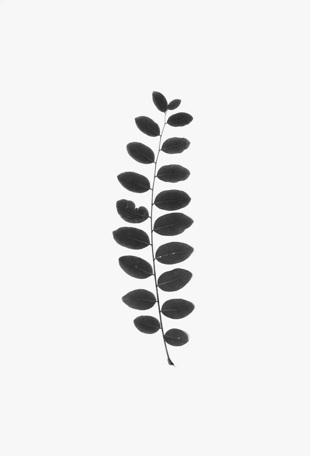 Moody Minimalism in a Pot: Styling ‘Zwartkop’ for Dramatic Windowsills and Patios