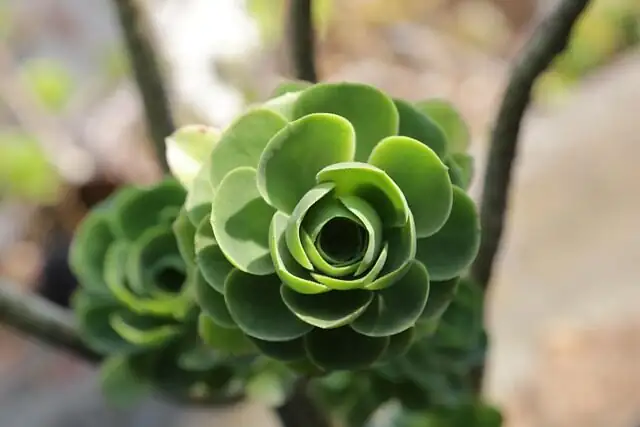 aeonium zwartkop south window sheer