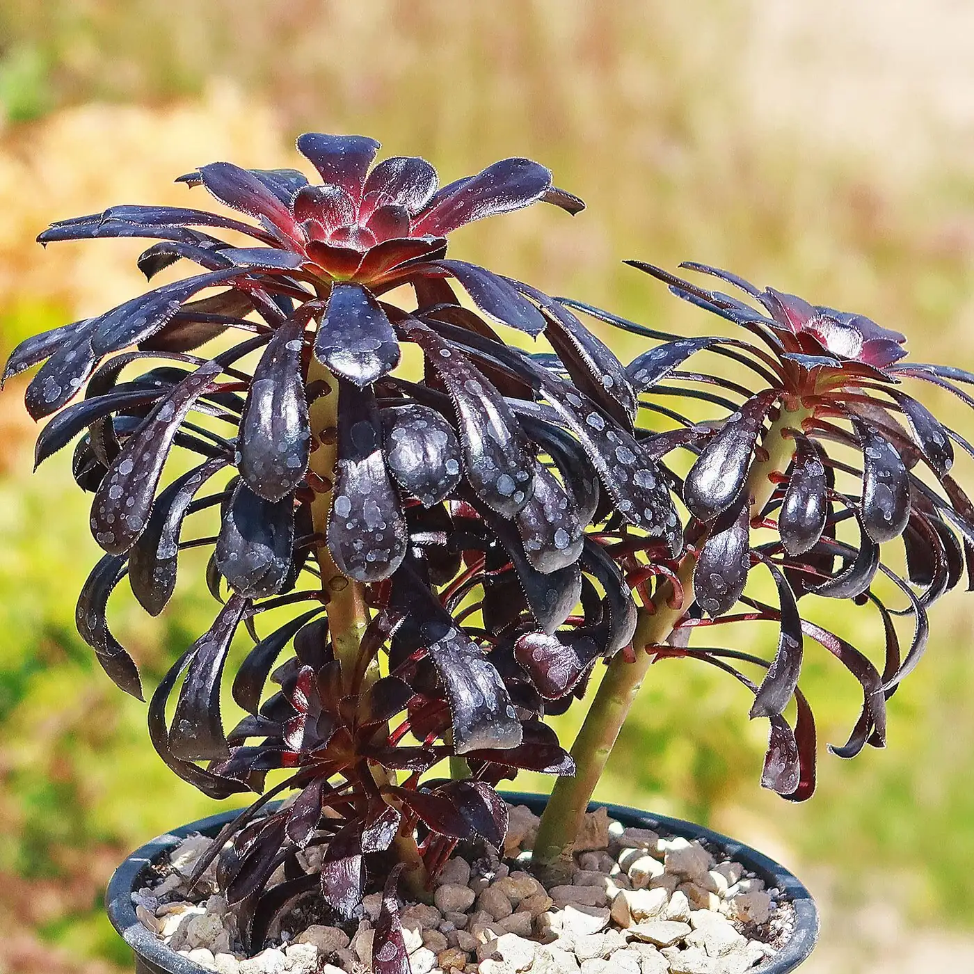 aeonium zwartkop pedestal bowl pot