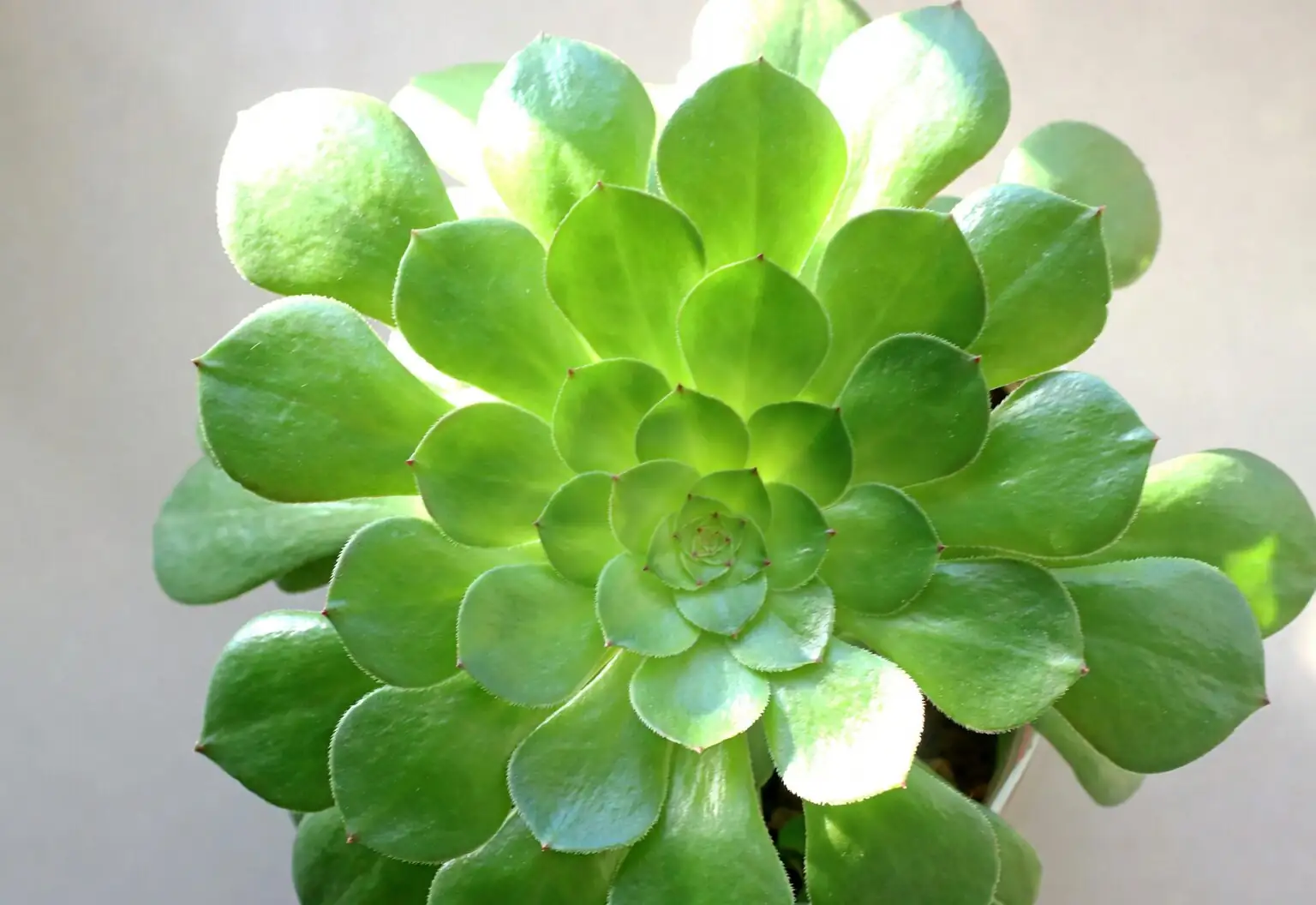 aeonium zwartkop with silver echeveria