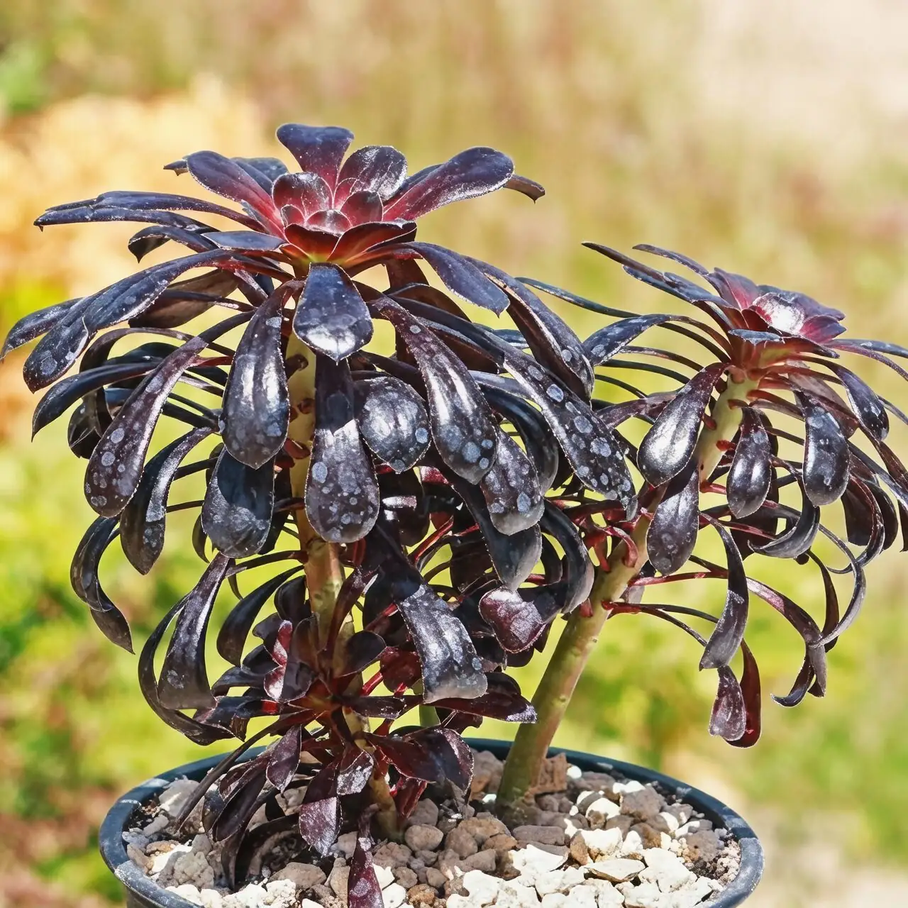 black rose aeonium with silver succulents