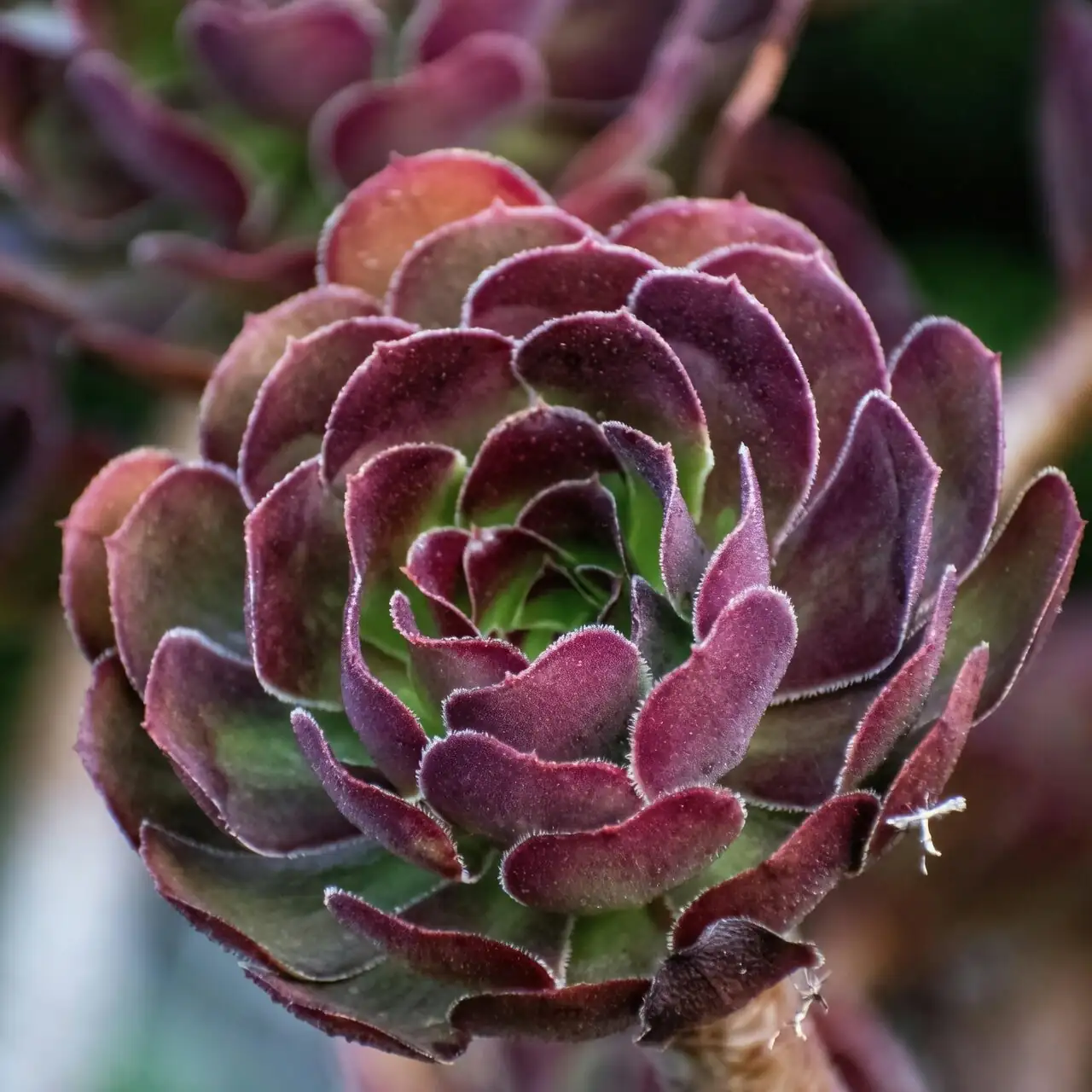 black rose aeonium with aeonium kiwi