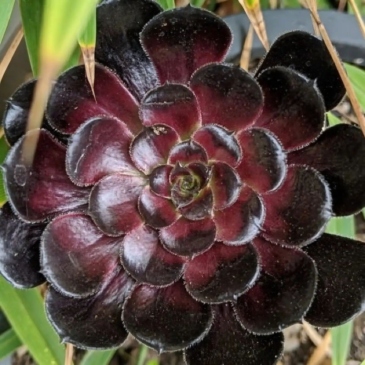 aeonium zwartkop spiral rosette top view
