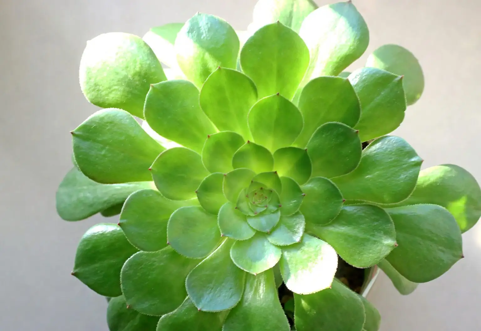 aeonium zwartkop on sunny windowsill