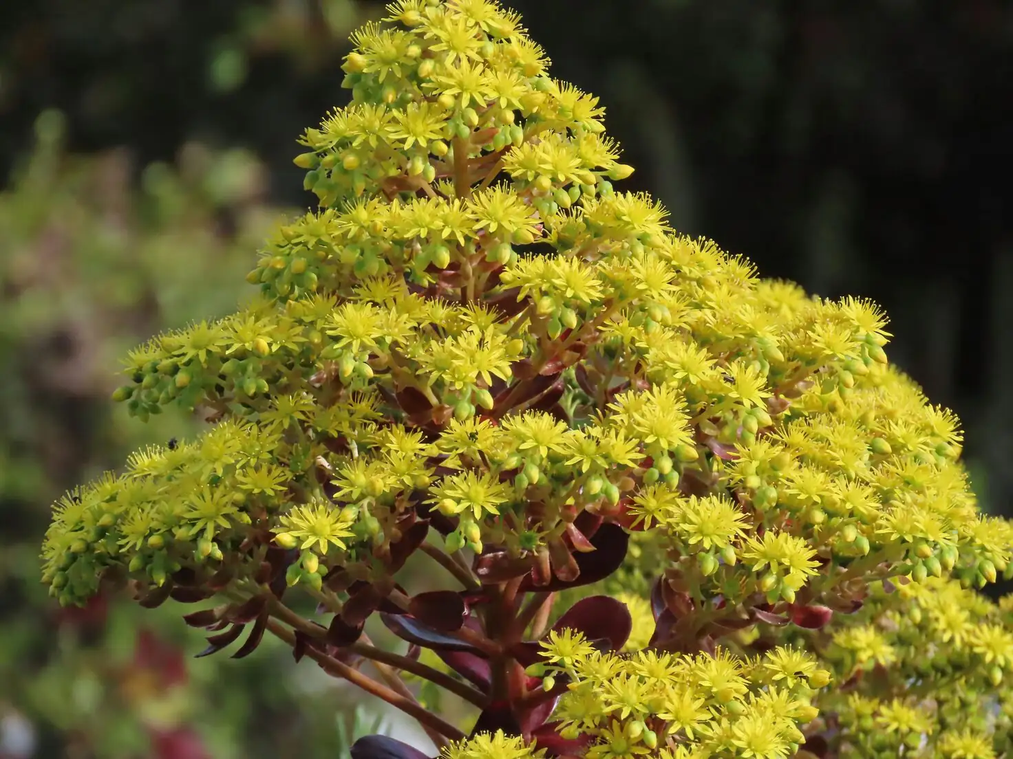 aeonium zwartkop yellow flowers inflorescence