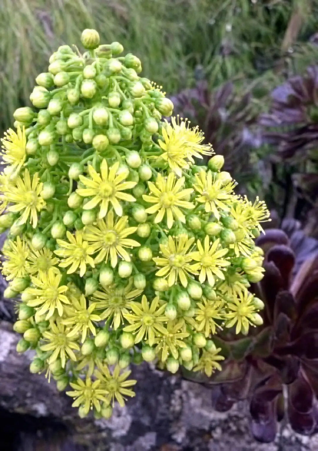 aeonium zwartkop yellow flowers bloom