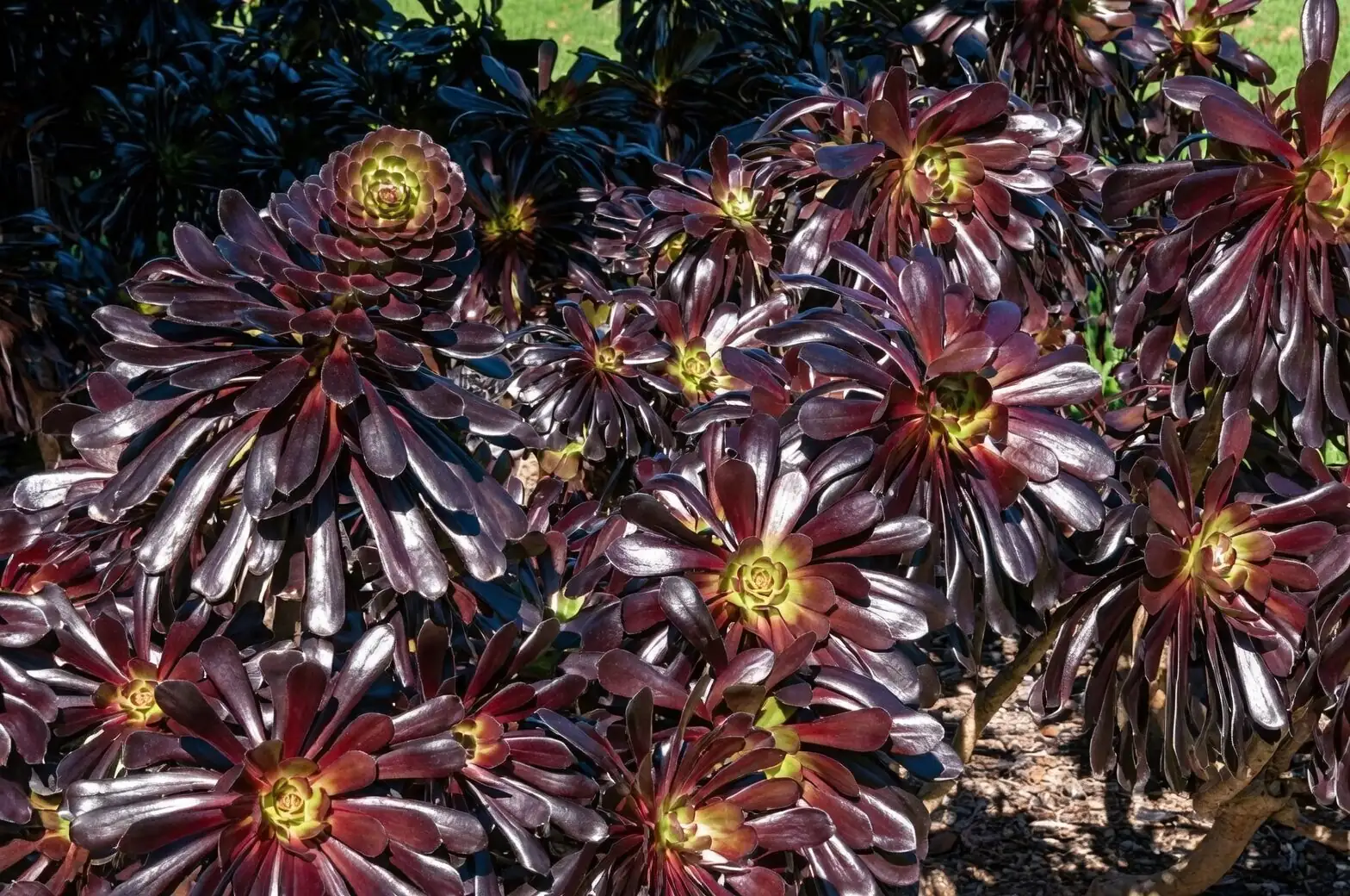 aeonium zwartkop stem cutting callus