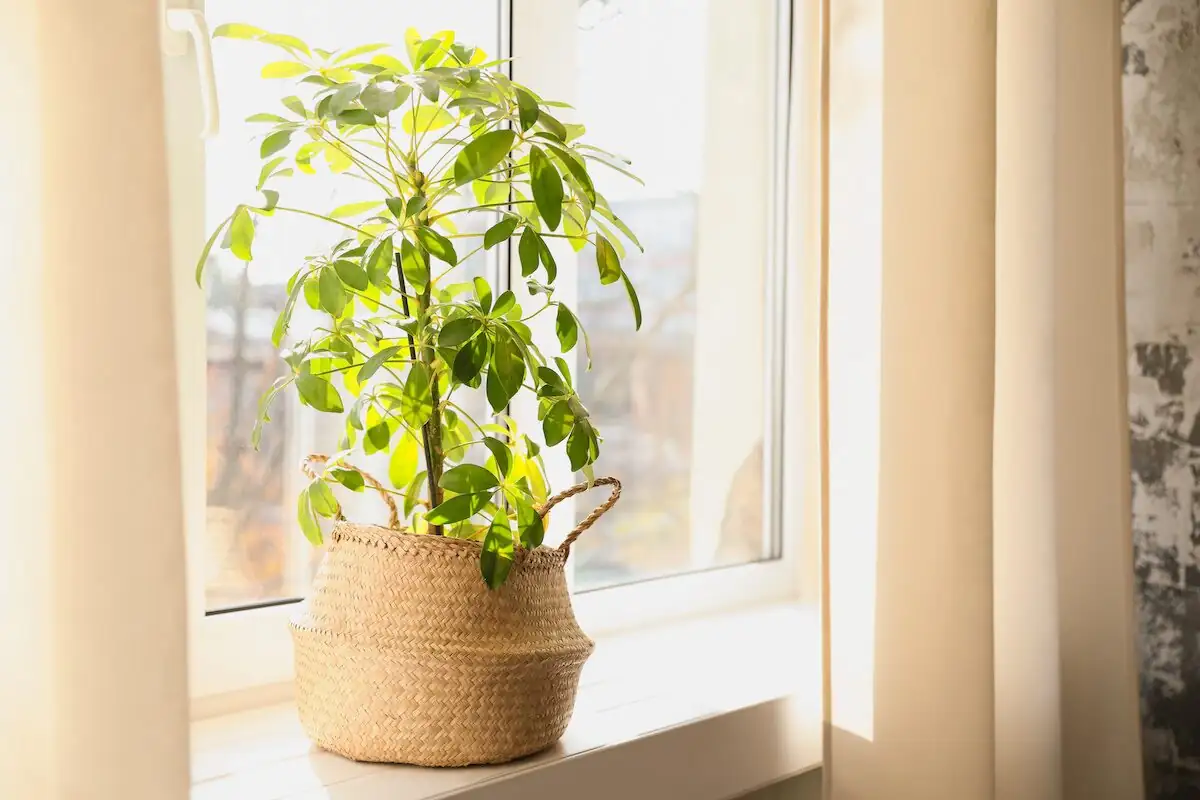 schefflera east window sheer curtain