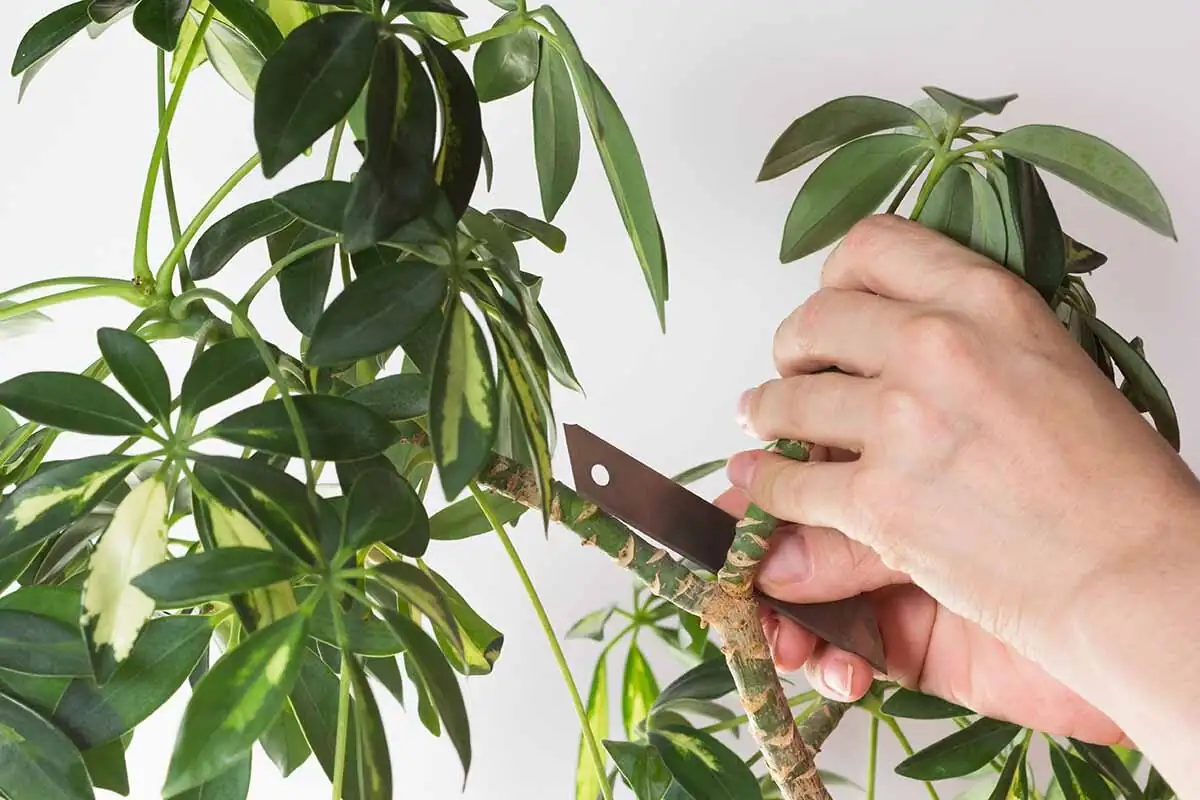 schefflera pruning above node