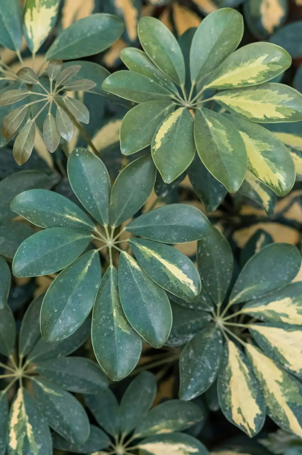 schefflera stem cuttings rooting perlite