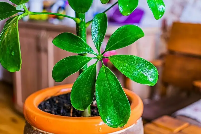 schefflera rinsing leaves shower