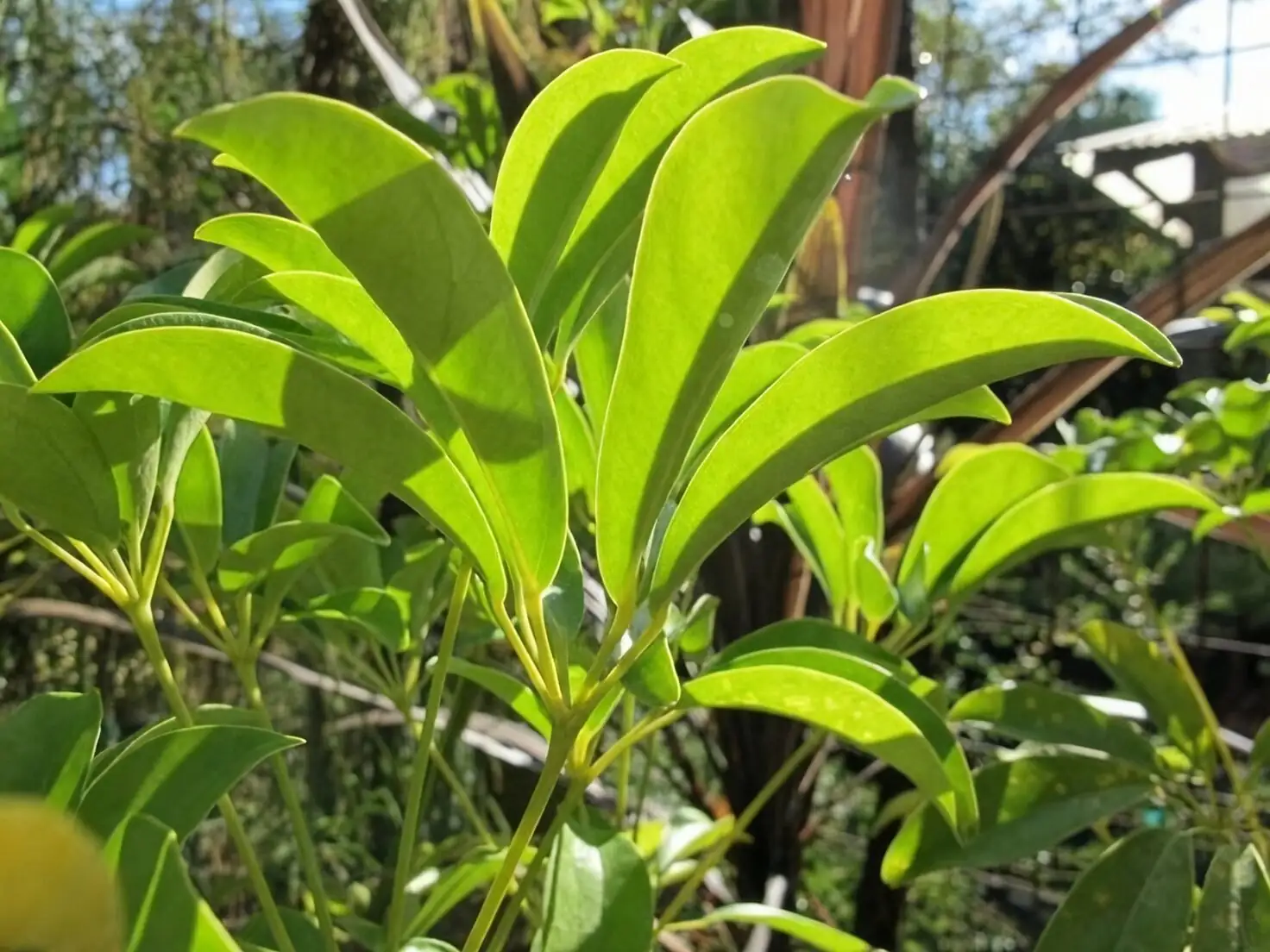 From Hainan Forests to High-Rise Lobbies: The Wild-to-Window Journey of Heptapleurum arboricola
