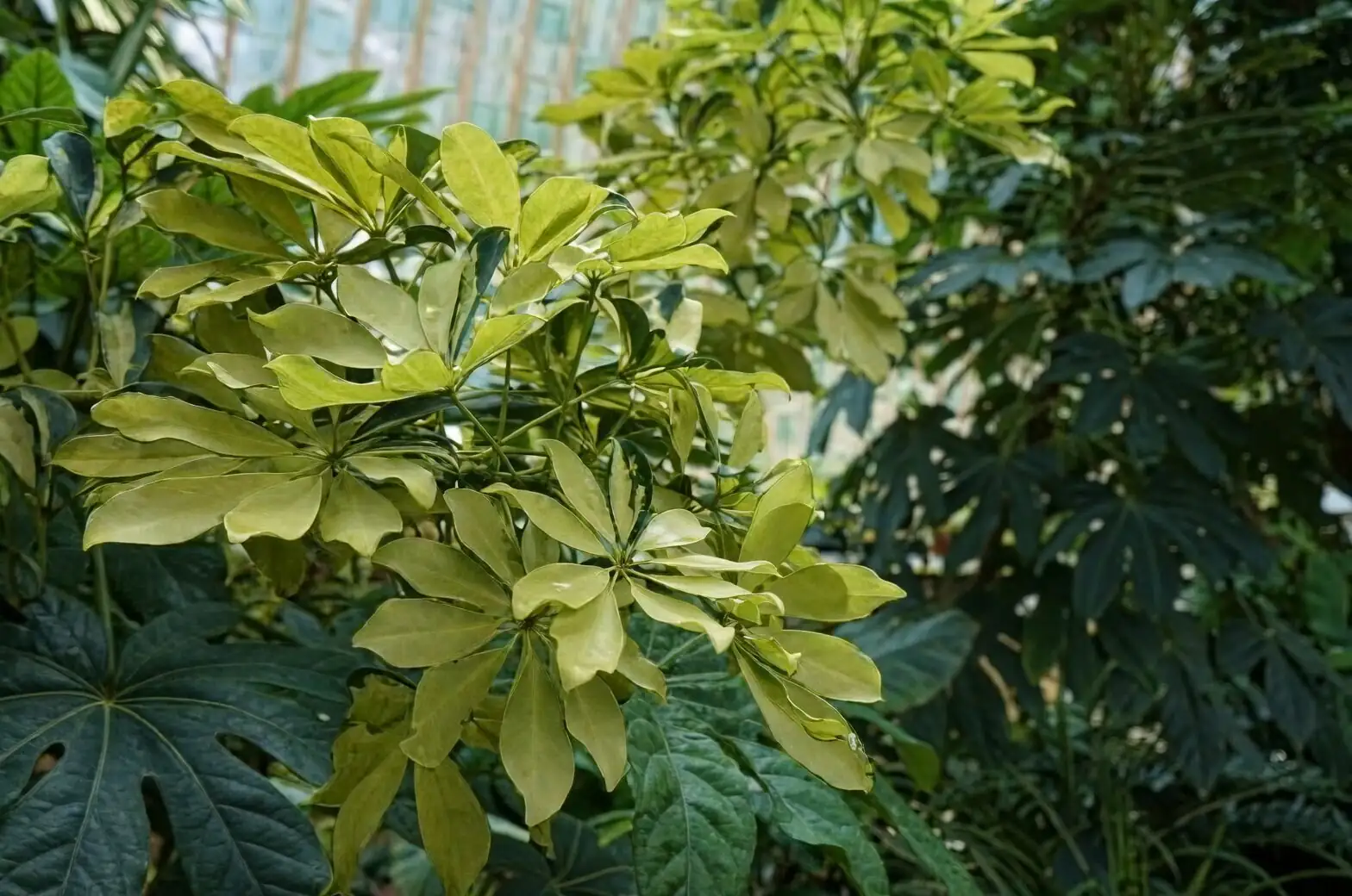 heptapleurum arboricola leaf close-up
