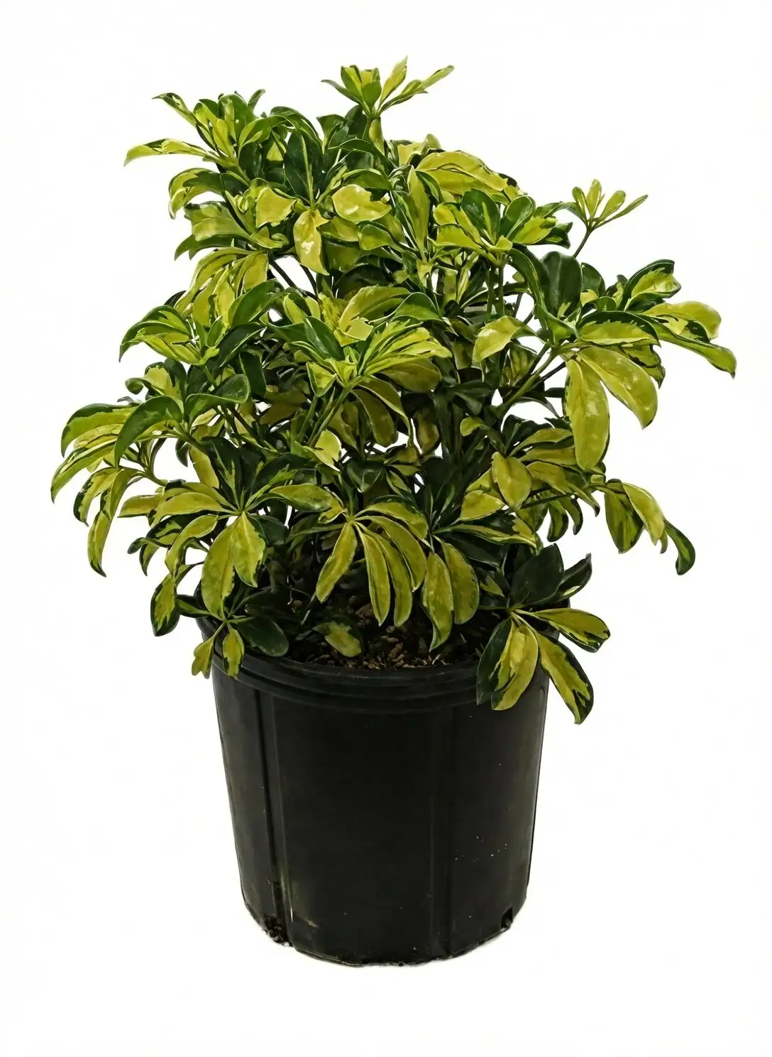 heptapleurum arboricola variegated living room