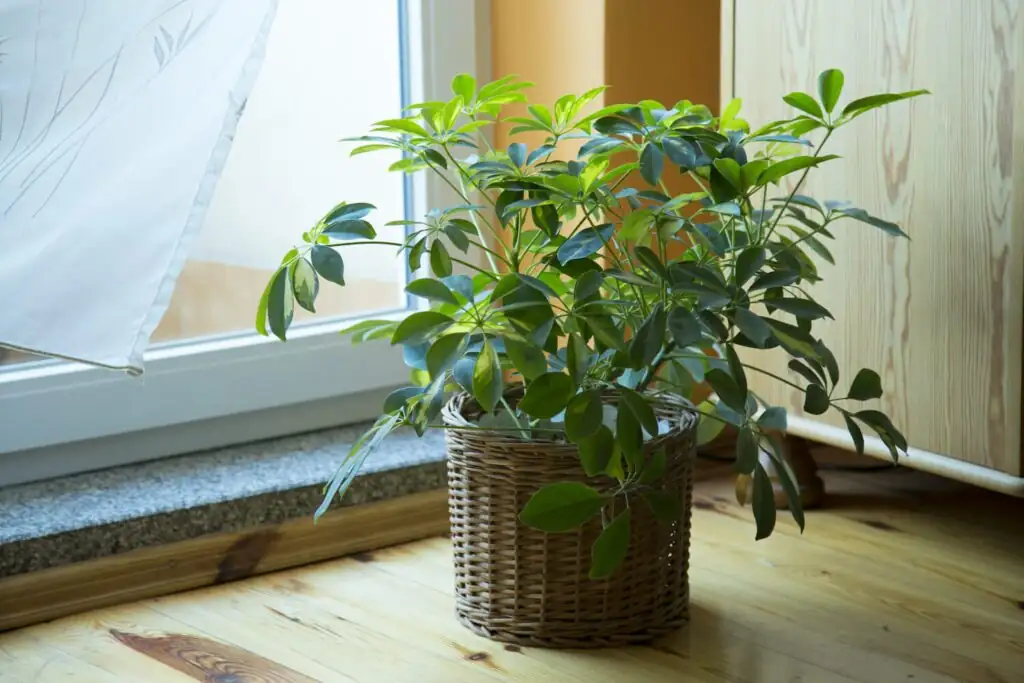 Umbrella or Goose Foot? 10 Quirks About This Shiny-Leaved Overachiever