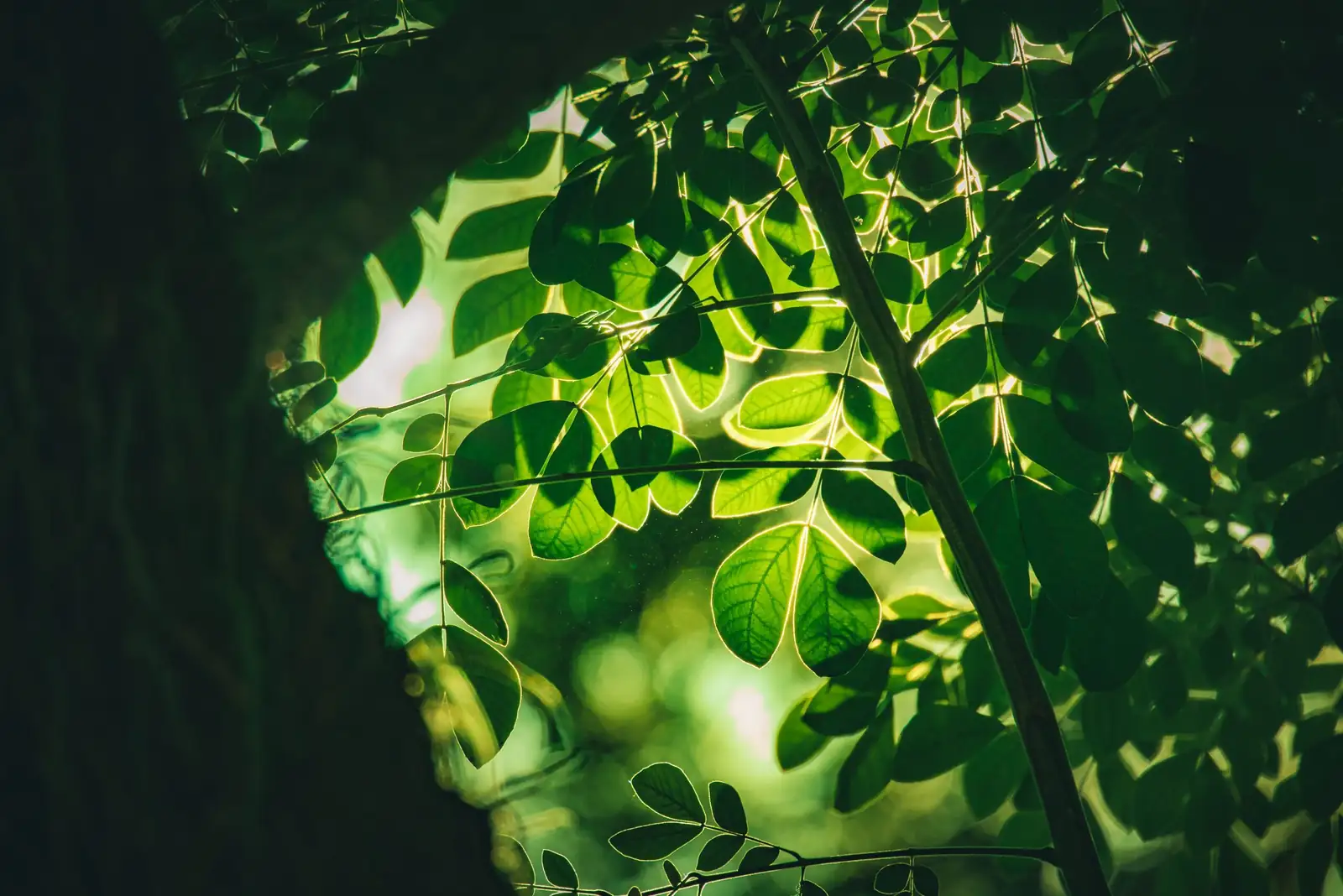Shelter and Fortune Under One Canopy: The Flower Language of the Umbrella Tree (and Its Feng Shui Roots)