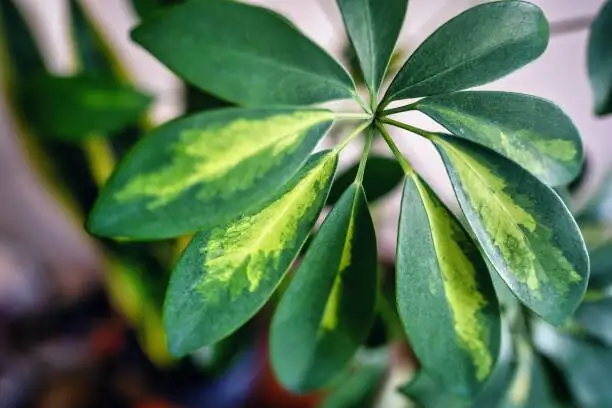 dwarf umbrella tree leaf top view