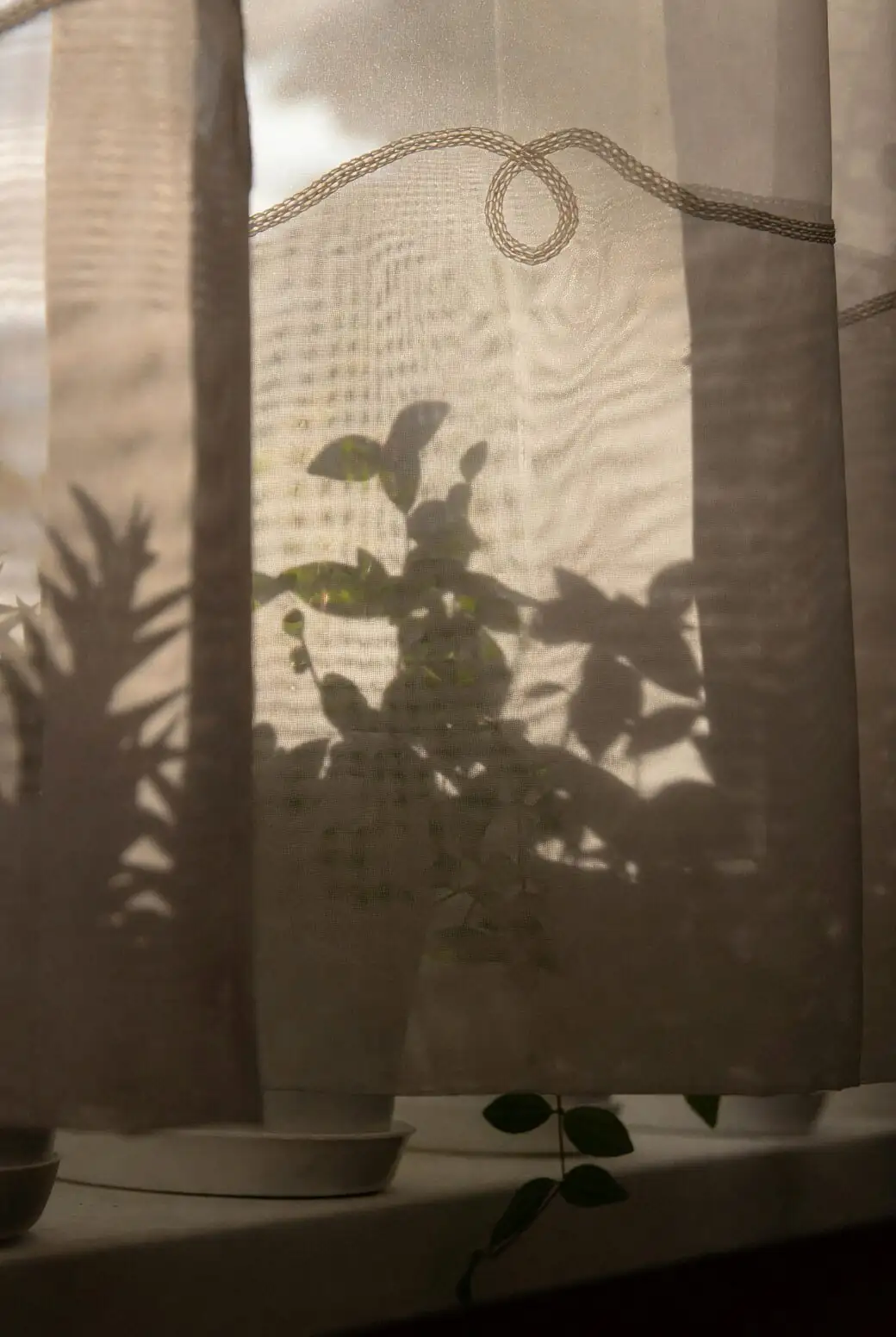 dwarf umbrella tree by sheer curtained window