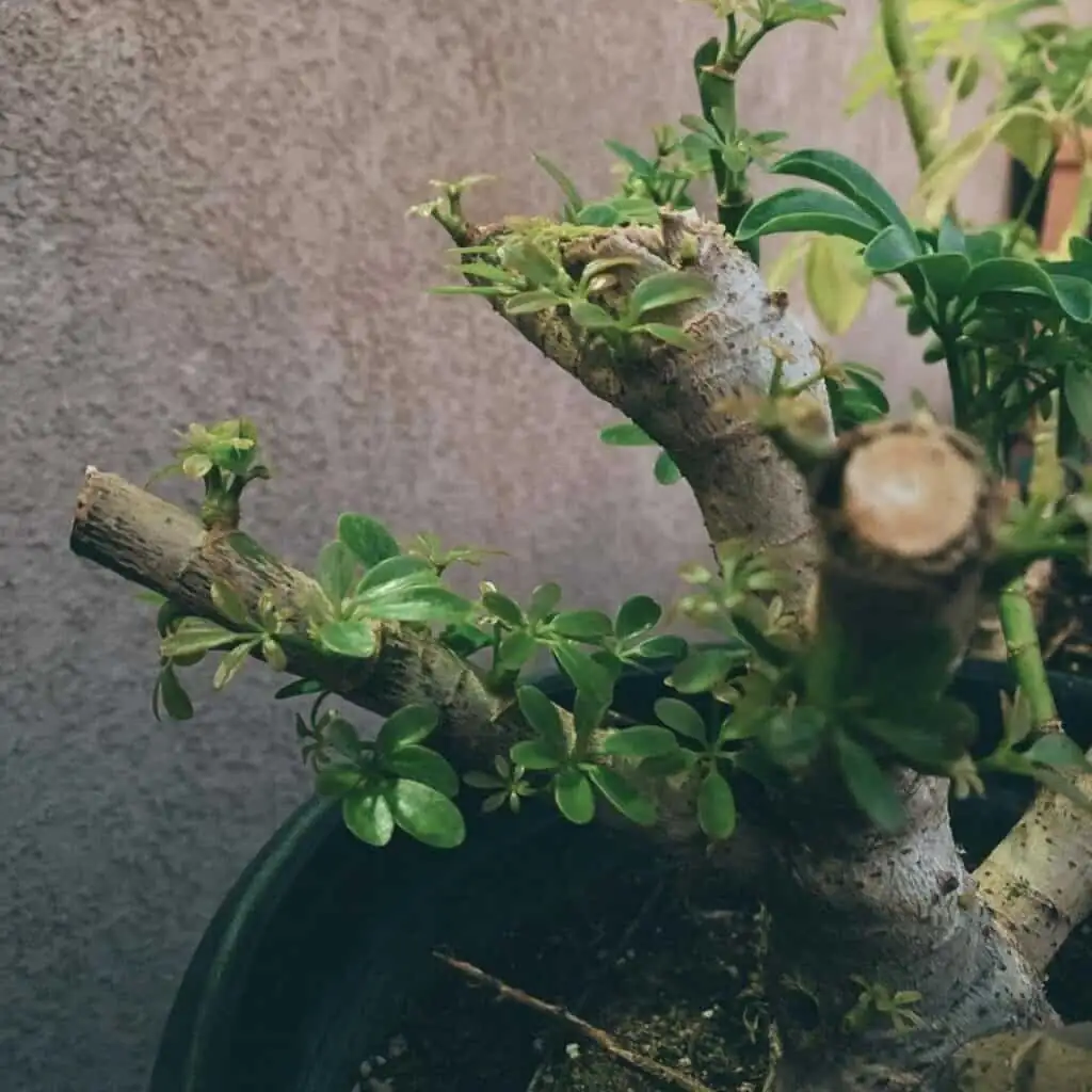 dwarf umbrella tree pruning shears node