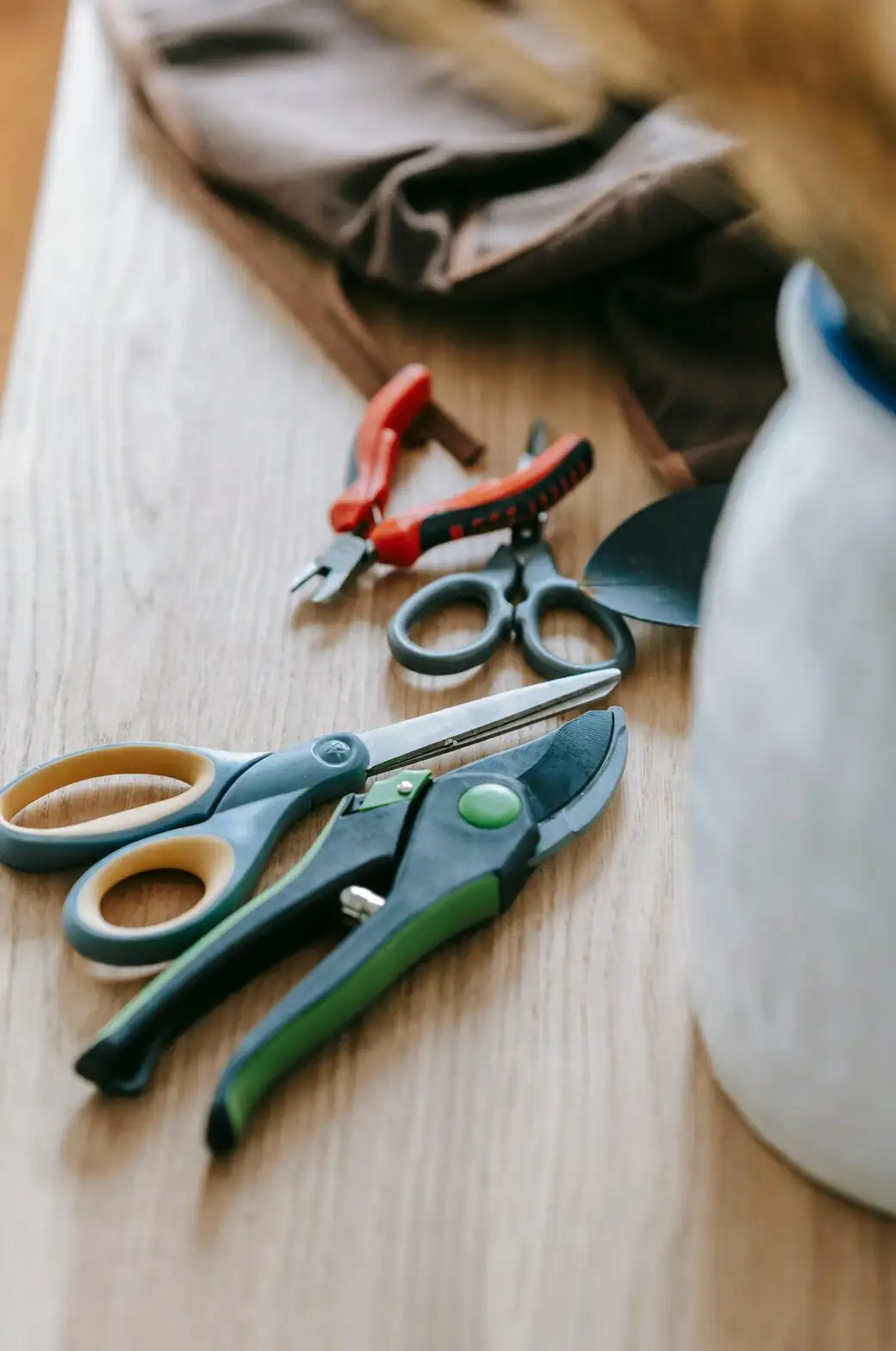 schefflera propagation tools flat lay